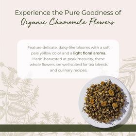Fleurs de Camomille Bio Starwest Botanicals en gros plan
