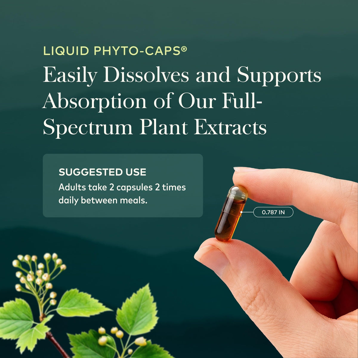 Gaia Herbs Astragalus capsules végétales à côté d'ingrédients