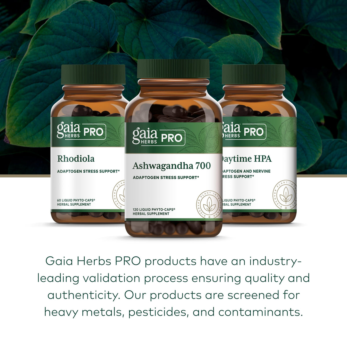 Gaia Herbs PRO Ashwagandha 700mg avec des plantes environnantes