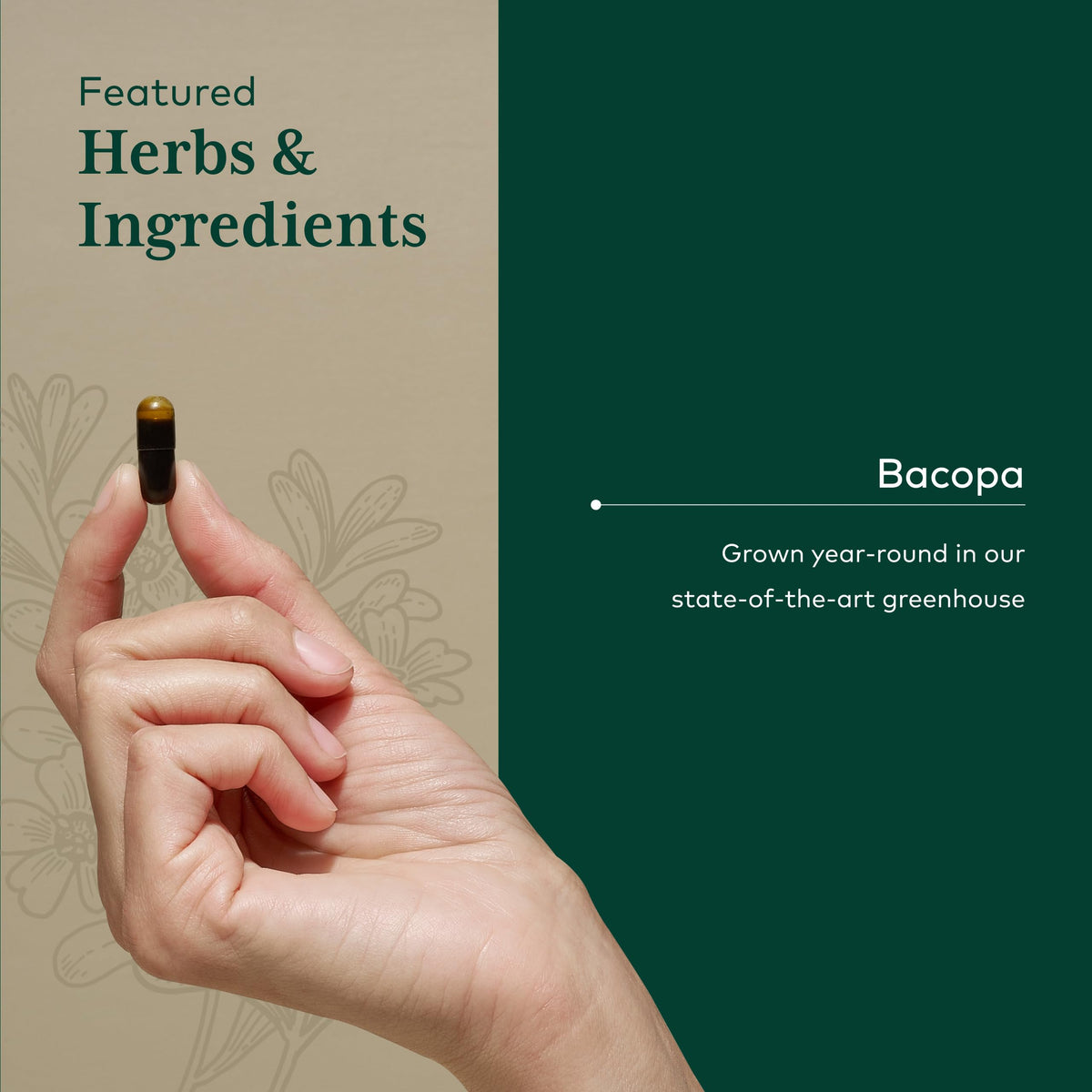 Gaia Herbs PRO Bacopa à côté d'herbes fraîches
