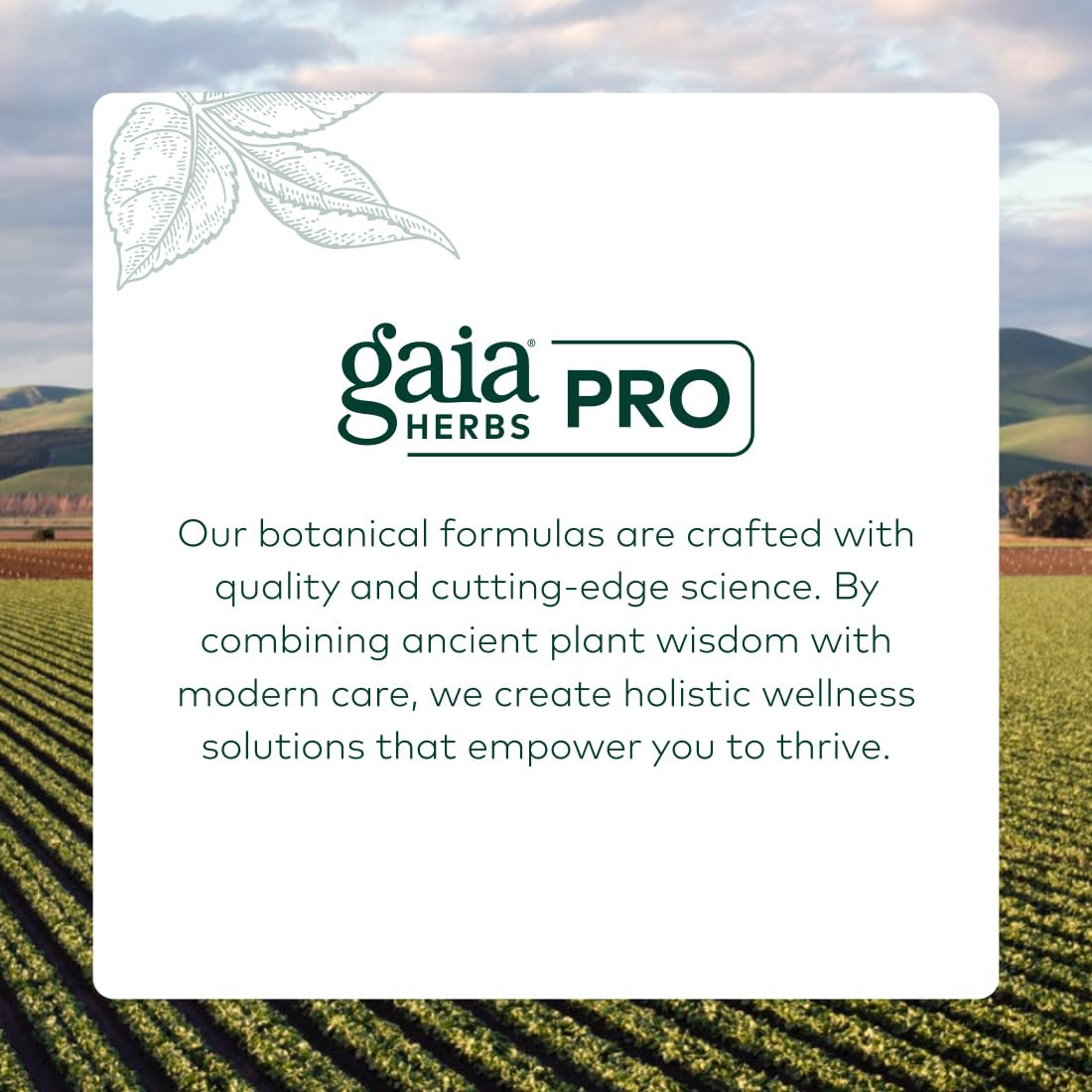Gaia Herbs PRO Complexe Curcuma Fenugrec 120 capsules ouvertes montrant les gélules