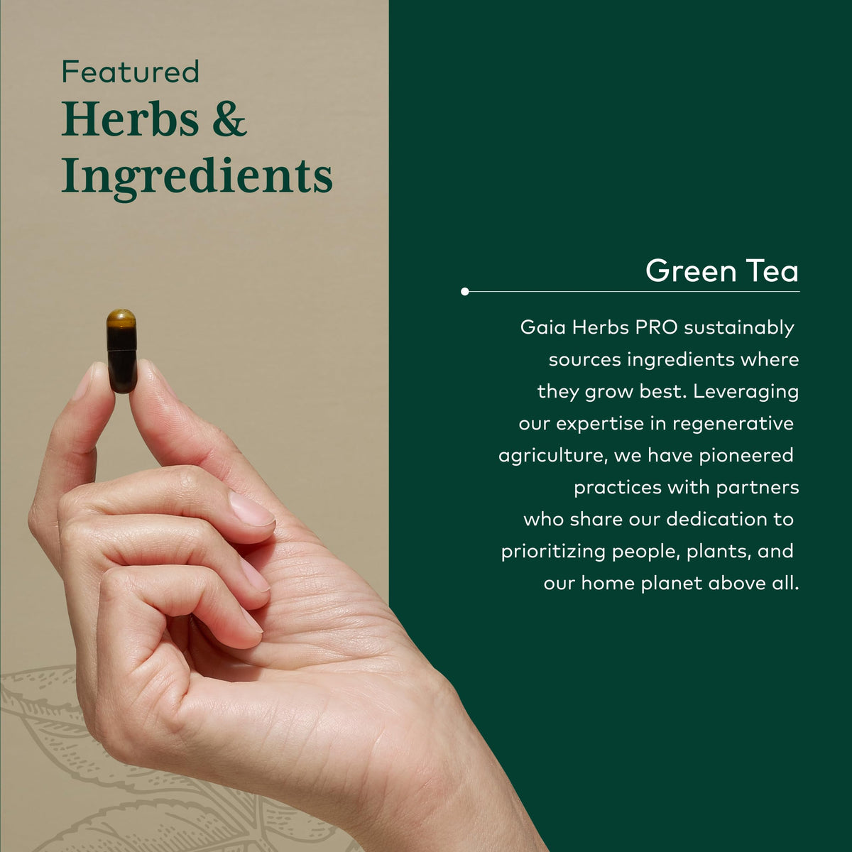 Gaia Herbs PRO Thé Vert dans un environnement naturel
