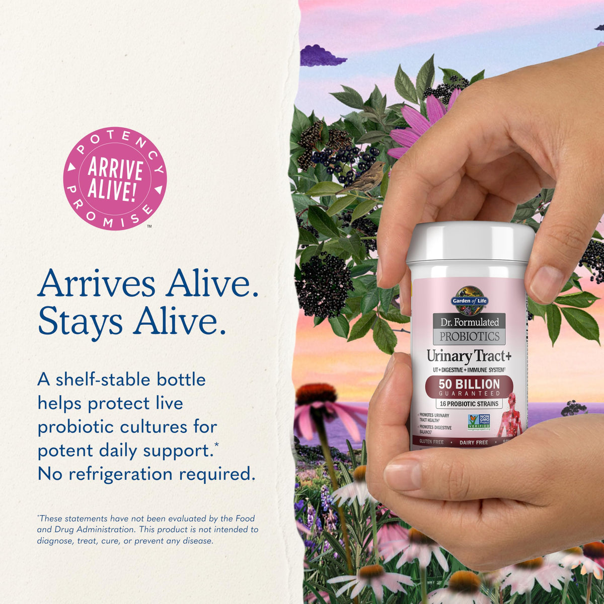 Garden of Life Probiotiques Urinary Tract+ capsules ouvertes pour montrer leur contenu