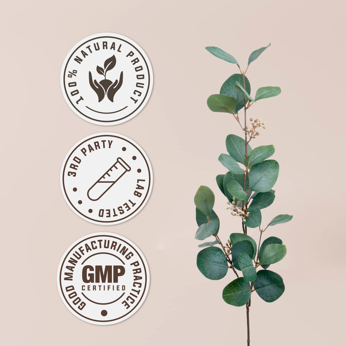 Garden Organics Soie de Maïs - Capsules sur une surface blanche