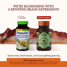 Gélule molle Phytocillin d'Herbs Etc. sur fond blanc