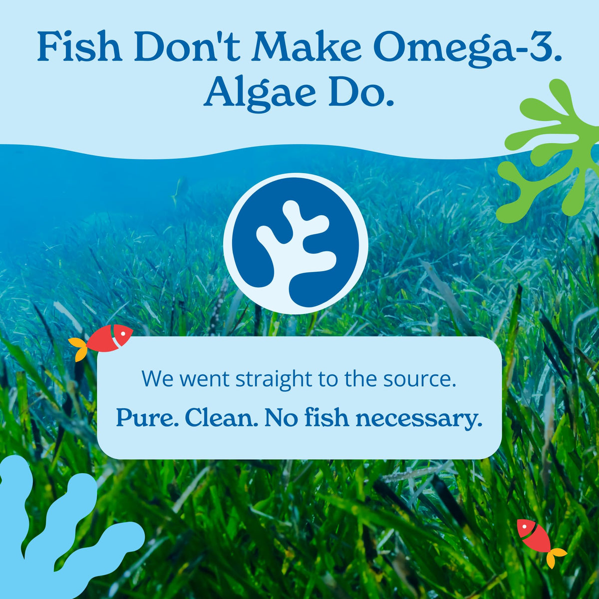 Gélules Calgee Omega 3 sur fond blanc, sans aucun additif