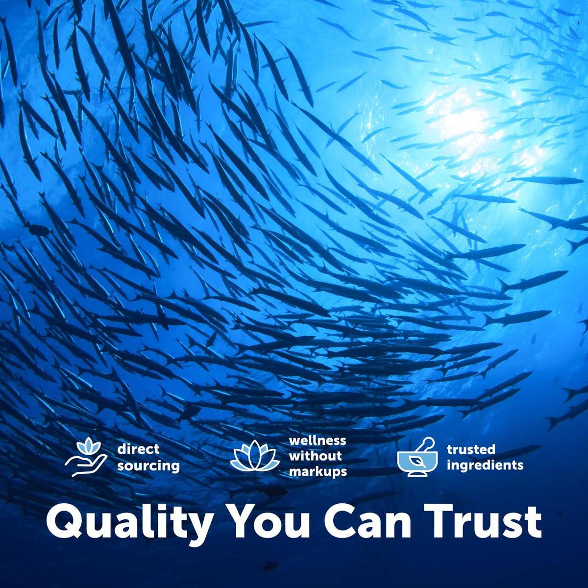 Gélules d'huile de poisson Omega-3 Micro Ingredients dans une main