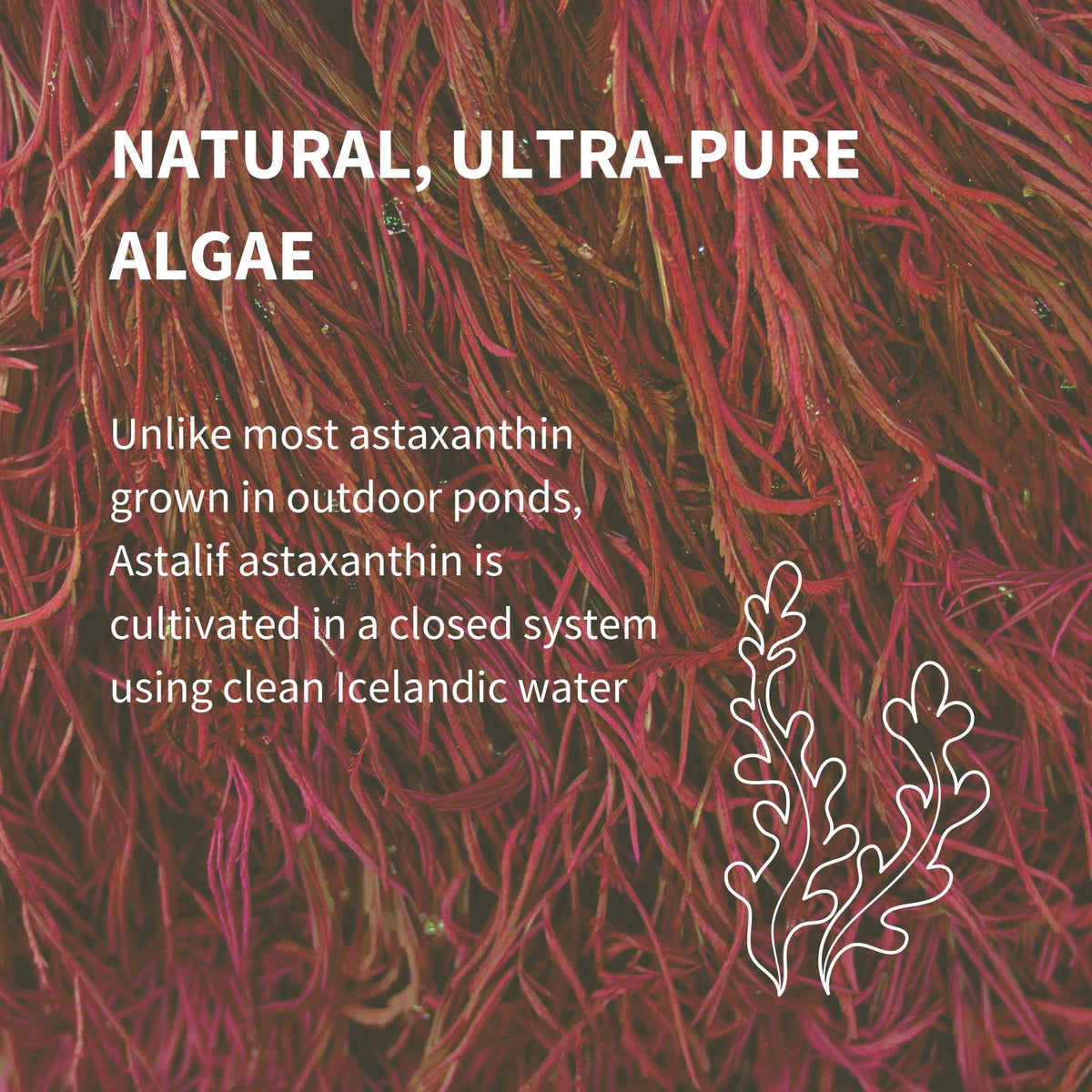 Gélules d'Igennus Astaxanthin sur fond blanc