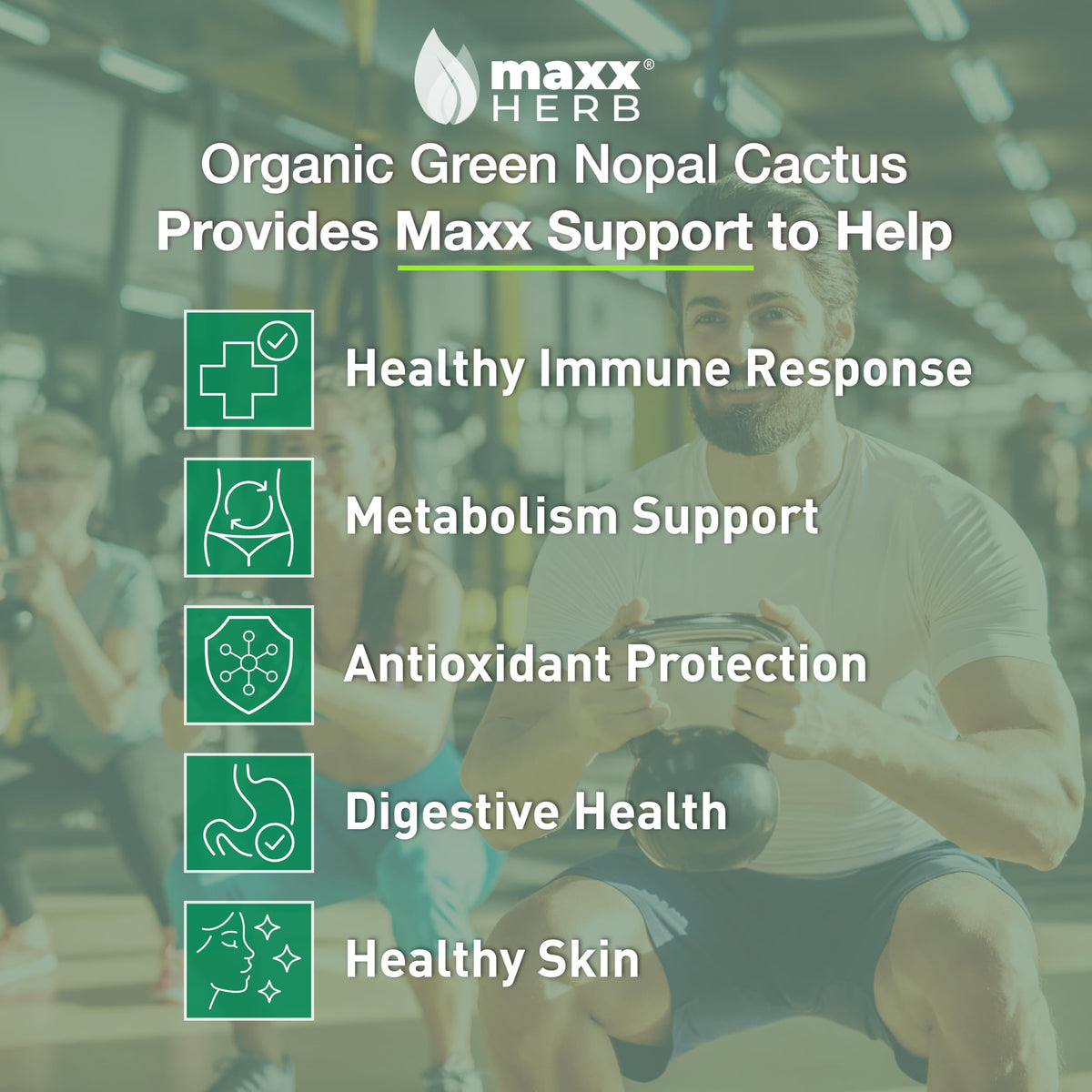Gélules de cactus nopal Maxx Herb montrant la taille des gélules