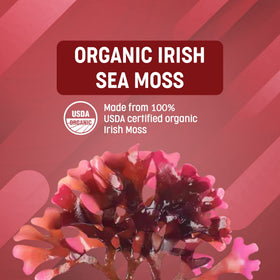 Gélules de mousse de mer bio Superfood Science sur un fond blanc