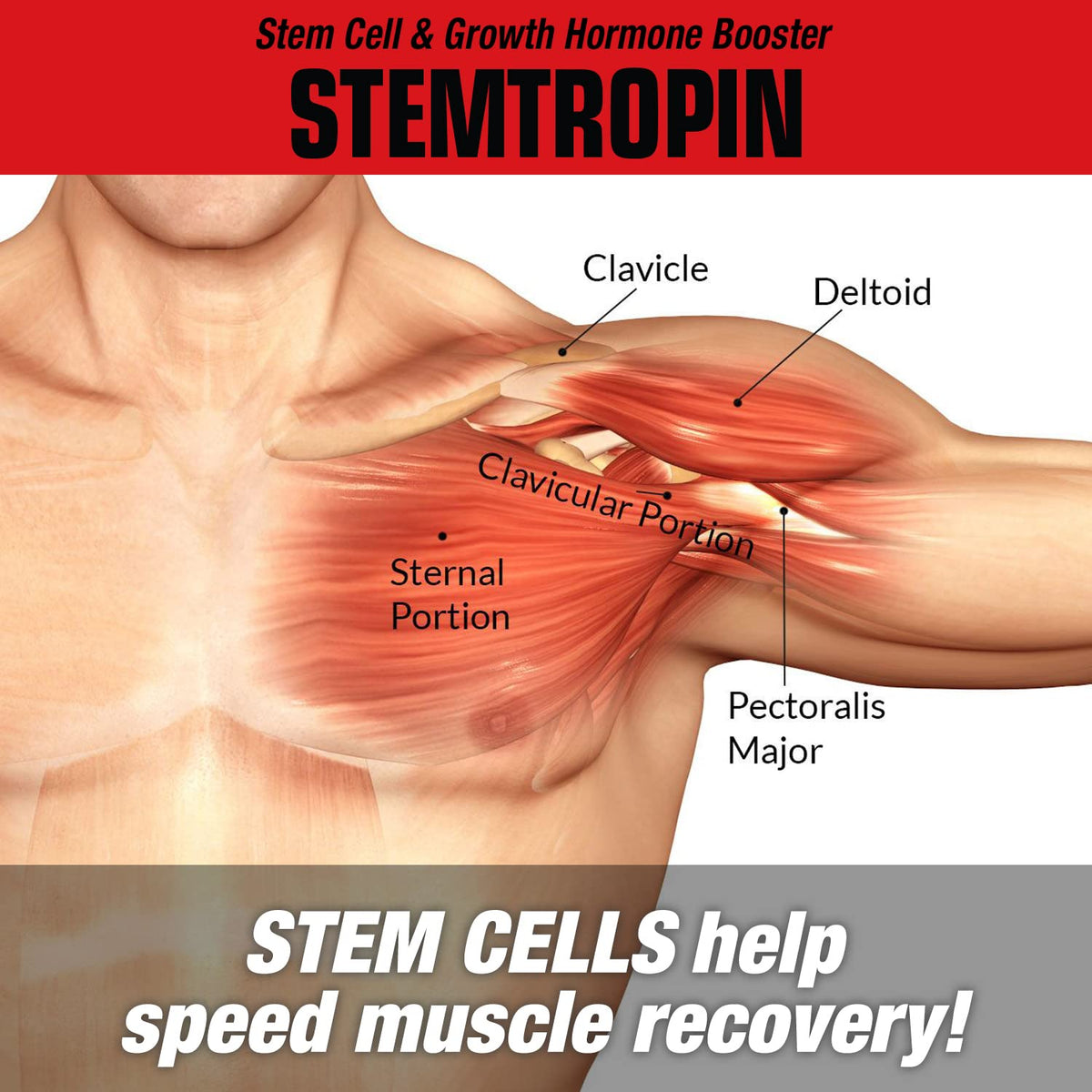 Gélules de MuscleMeds STEMTROPIN montrant leur taille