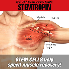 Gélules de MuscleMeds STEMTROPIN montrant leur taille