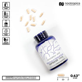 Gélules de Polygala tenuifolia avec dosage de 100mg