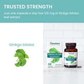 Ginkgo Biloba feuilles illustrées avec les capsules
