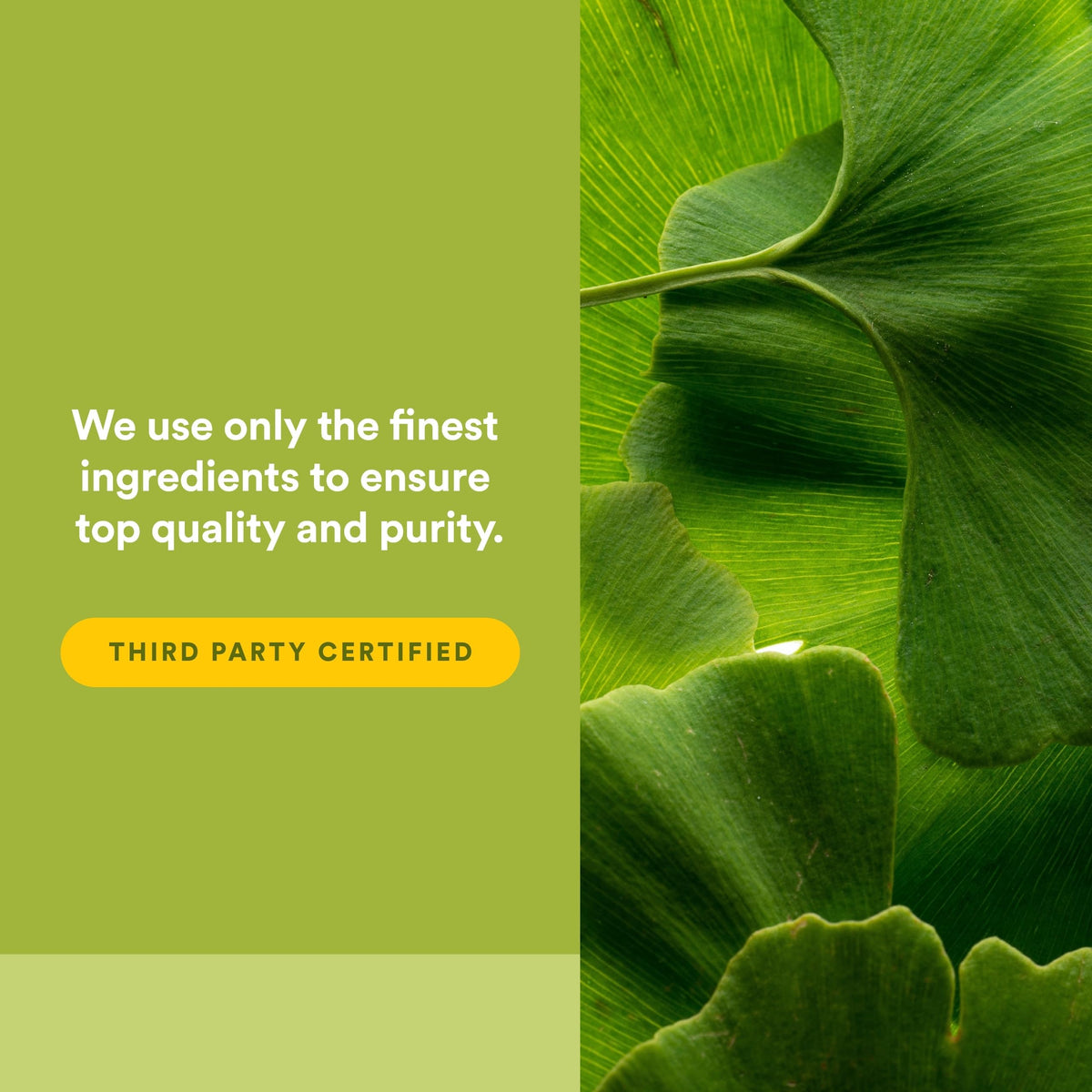 Ginkgo Biloba Natural Factors avec des herbes sur table