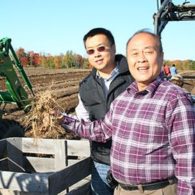 Ginseng Hsu's dans une tasse de thé