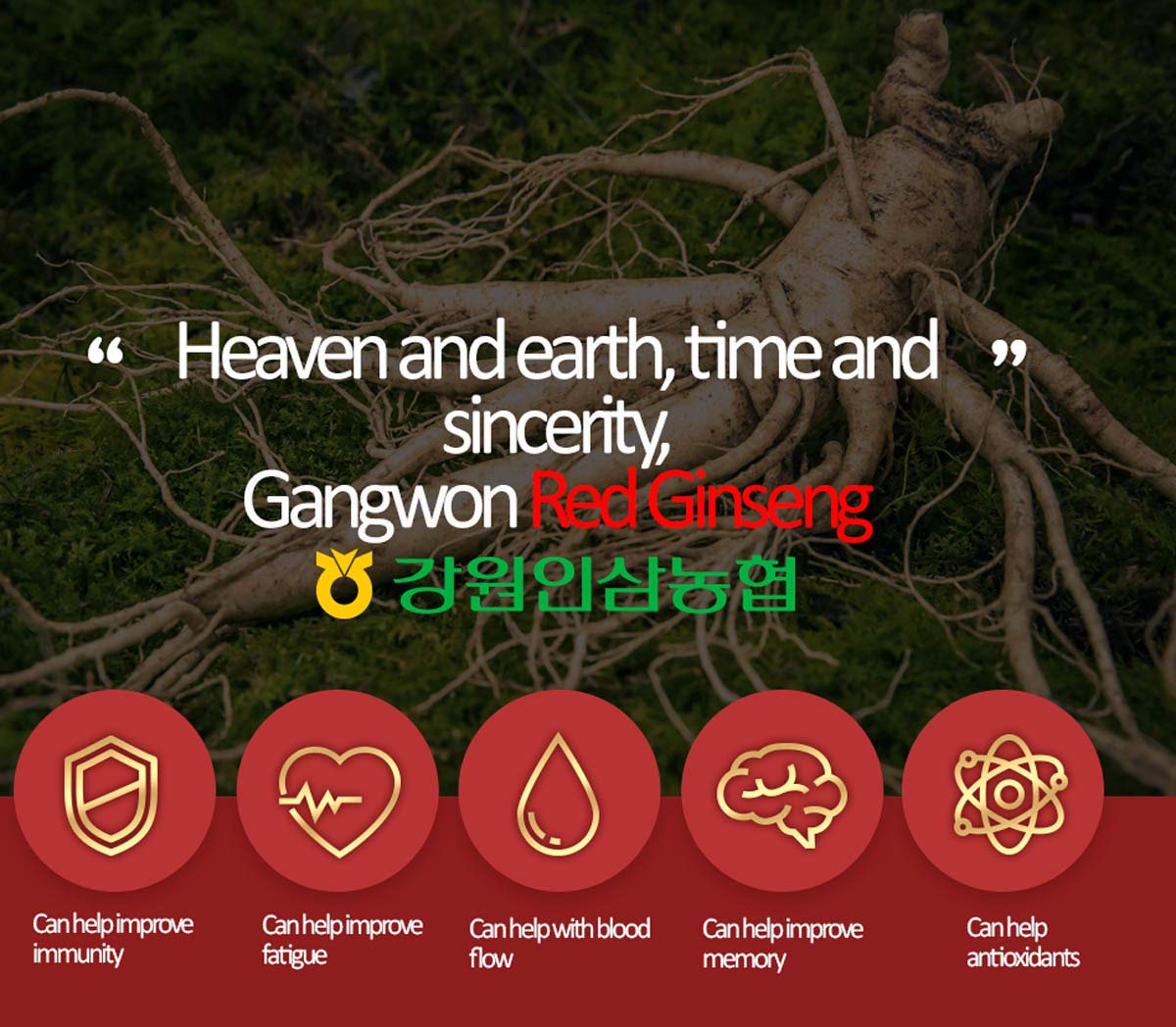 Ginseng rouge de 6 ans en poudre pour thé Gangwoninsam