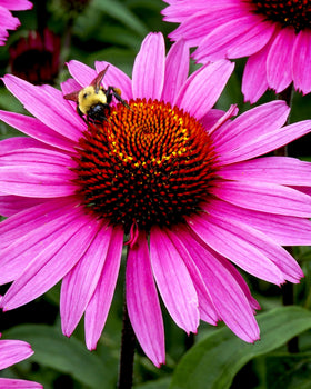 Glycerite d'Echinacea Herb Pharm 4 oz avec une cuillère doseuse