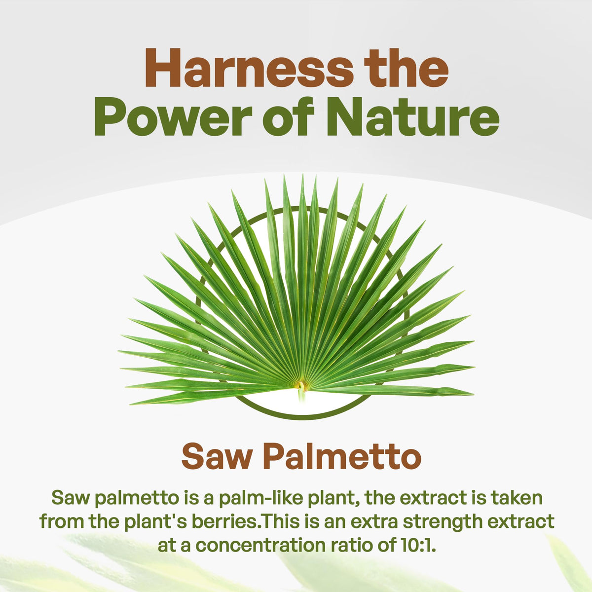 Go Nutra Extrait de Saw Palmetto 10:1 en poudre dans un bol