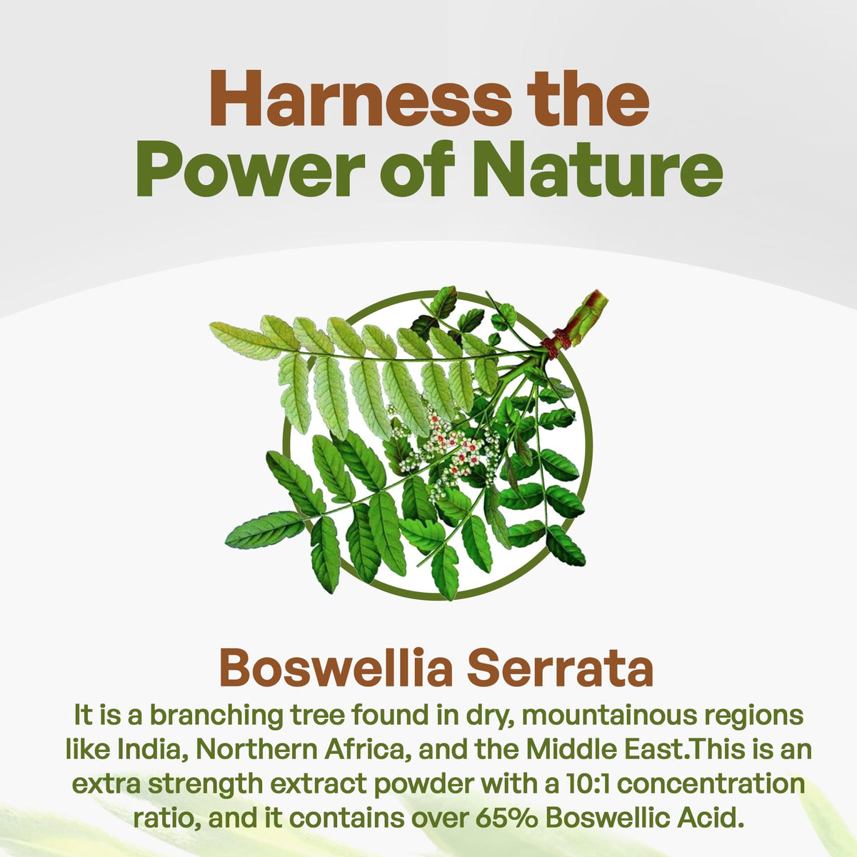Go Nutra Poudre d'Extrait de Boswellia Serrata 240g arrière