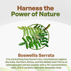 Go Nutra Poudre d'Extrait de Boswellia Serrata 240g arrière