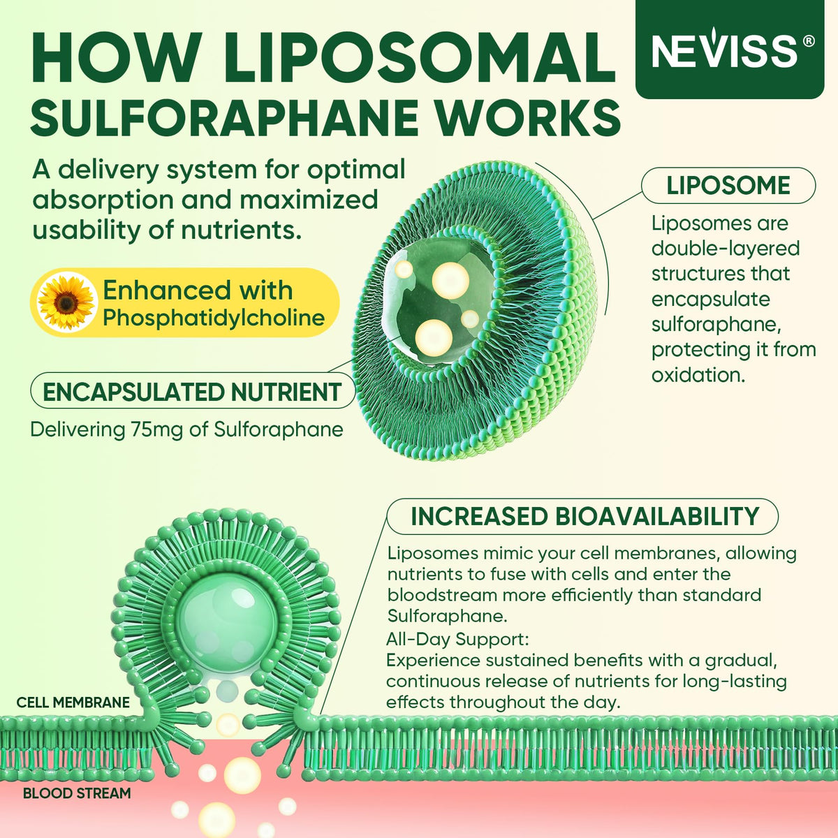 Gommes au sulforaphane NEVISS sur fond blanc