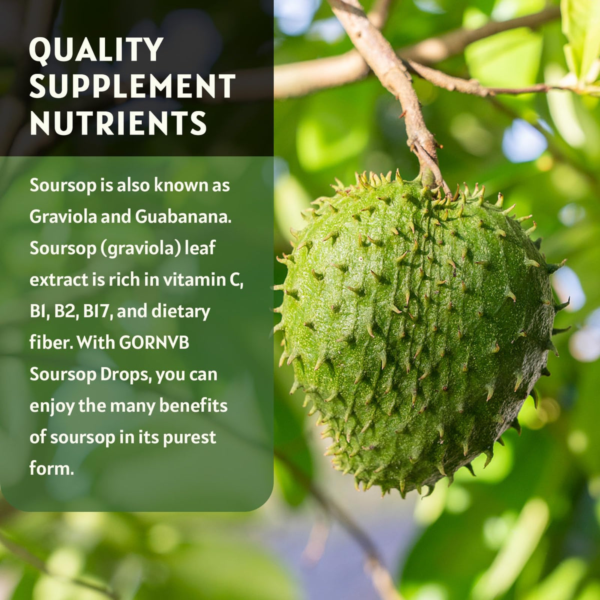GORNVB Graviola Soursop Gouttes Liquides 1800mg avec verre d'eau