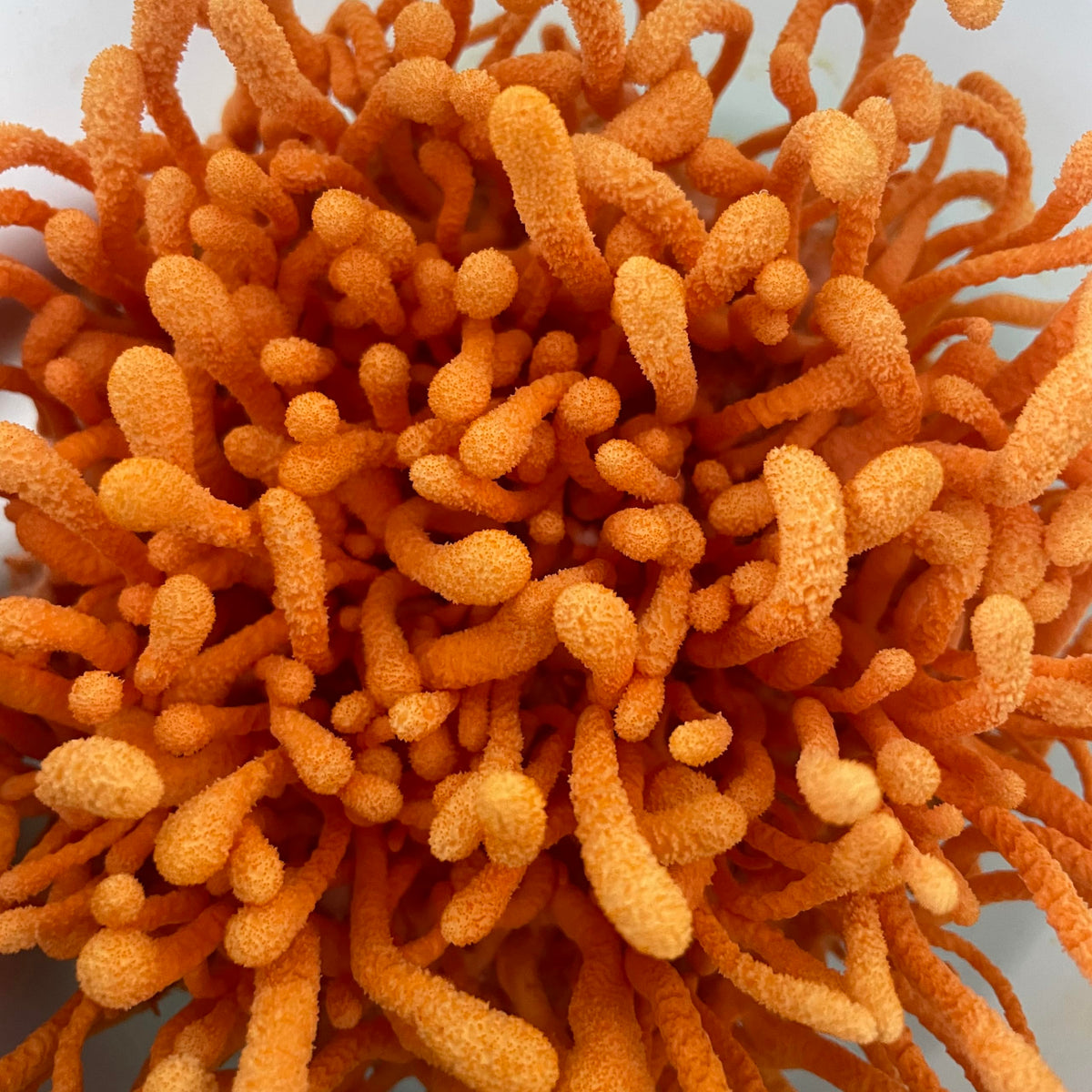 Goutte de teinture Hodgins Harvest sur une cuillère en bois
