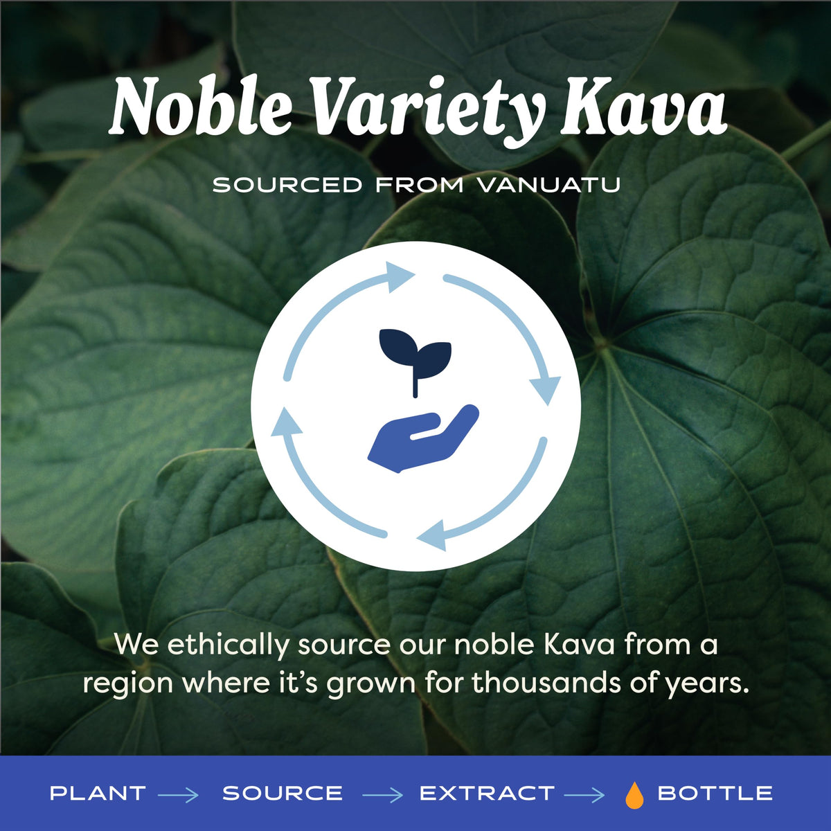 Gouttes d'extrait de Kava dans un verre d'eau