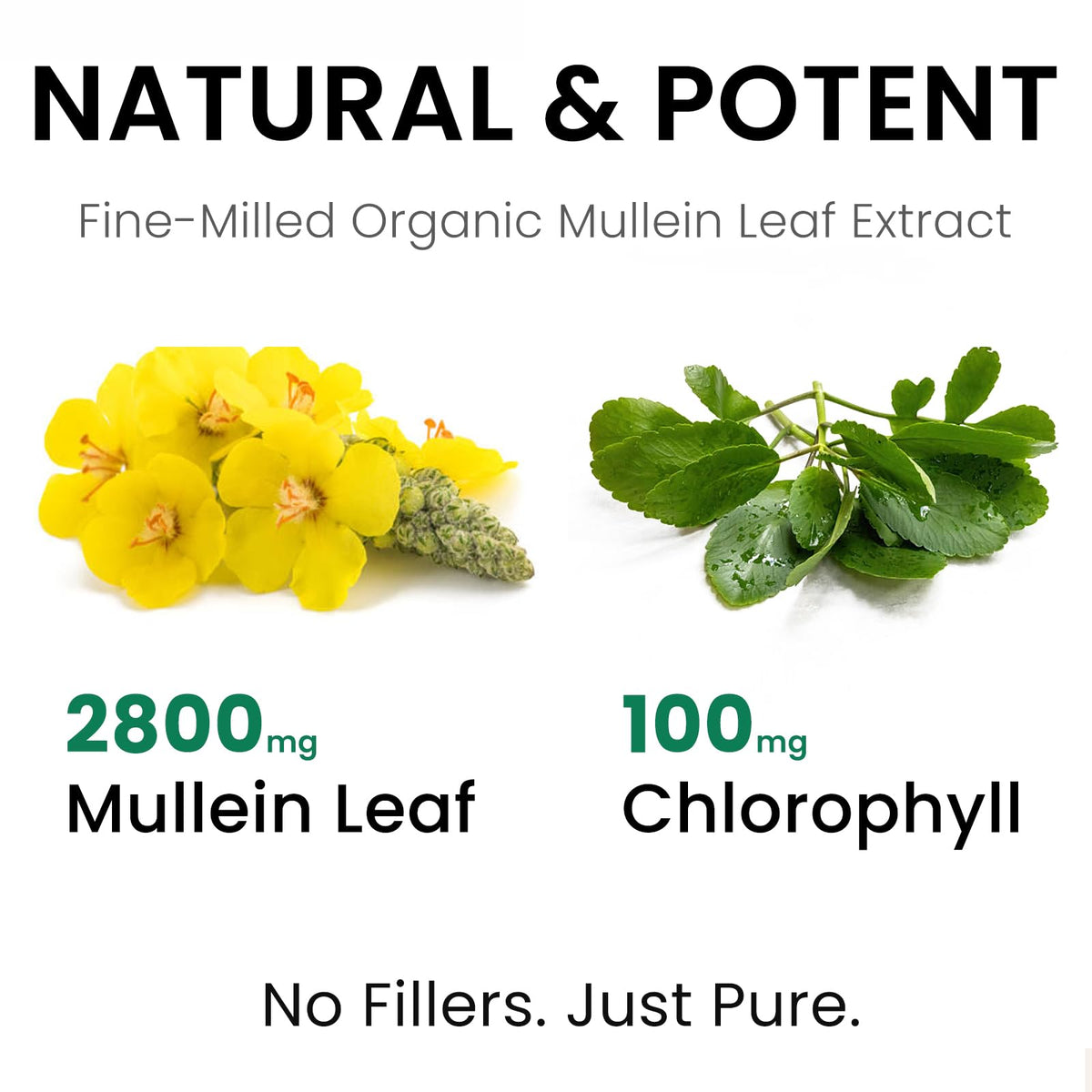Gouttes de molène Nutrapure avec pipette