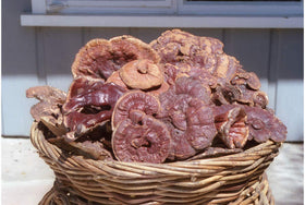 Gouttes de Reishi Rouge Sauvage Dragon Herbs sur fond naturel