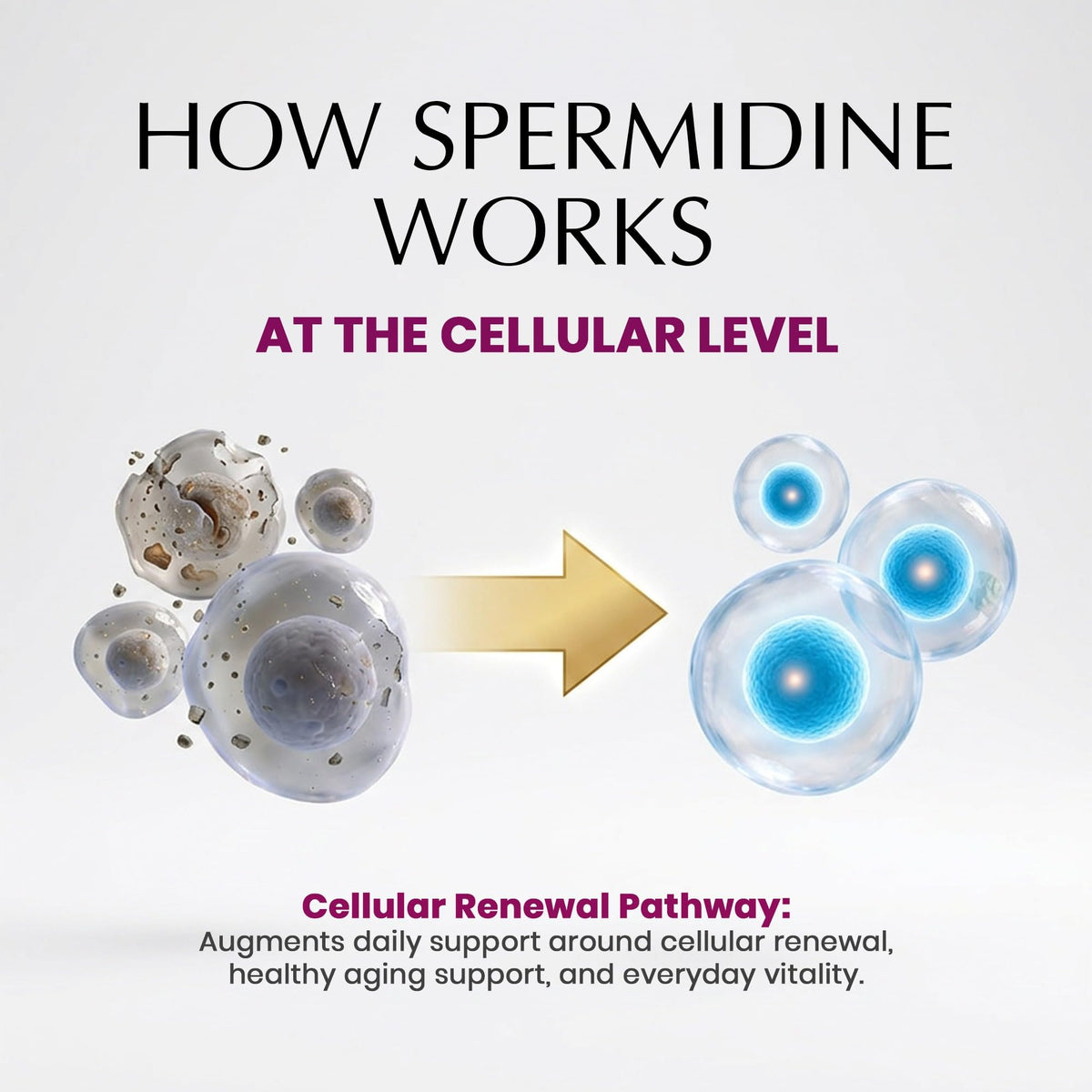 Gouttes de spermidine PureWise sur un comptoir de cuisine