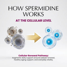 Gouttes de spermidine PureWise sur un comptoir de cuisine