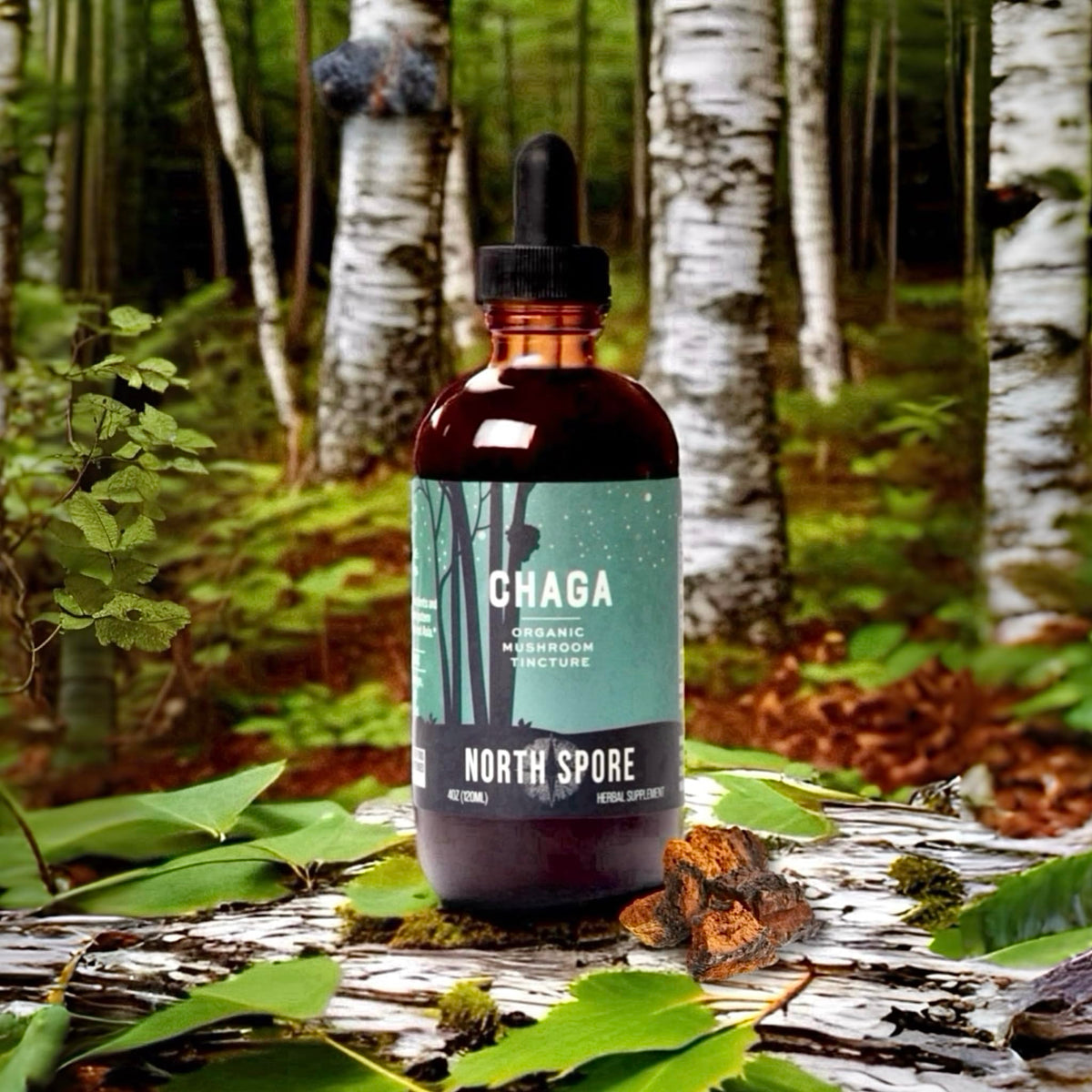 Gouttes de Teinture de Chaga Bio dans un verre