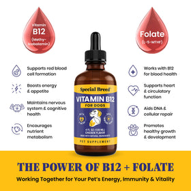 Gouttes de vitamine B12 liquide Special Breed sur une surface