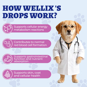 Gouttes de vitamines B Wellix en utilisation avec un animal