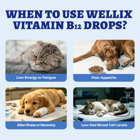 Gouttes de Wellix B12 liquide sur une cuillère