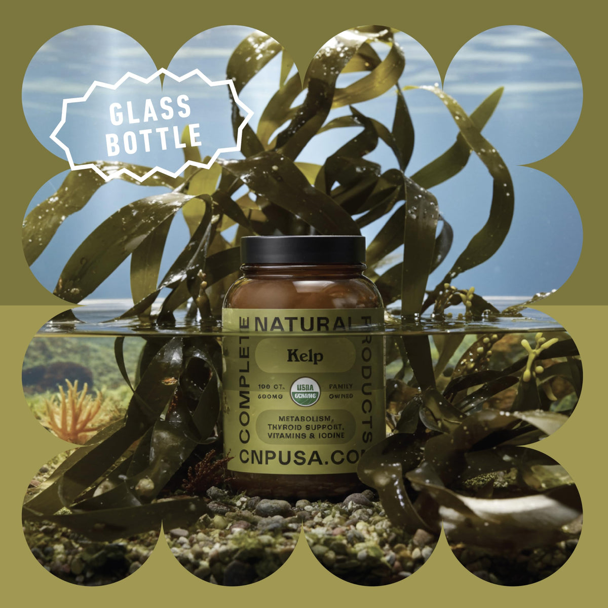 Gros plan sur une capsule de Kelp Marin Islandais
