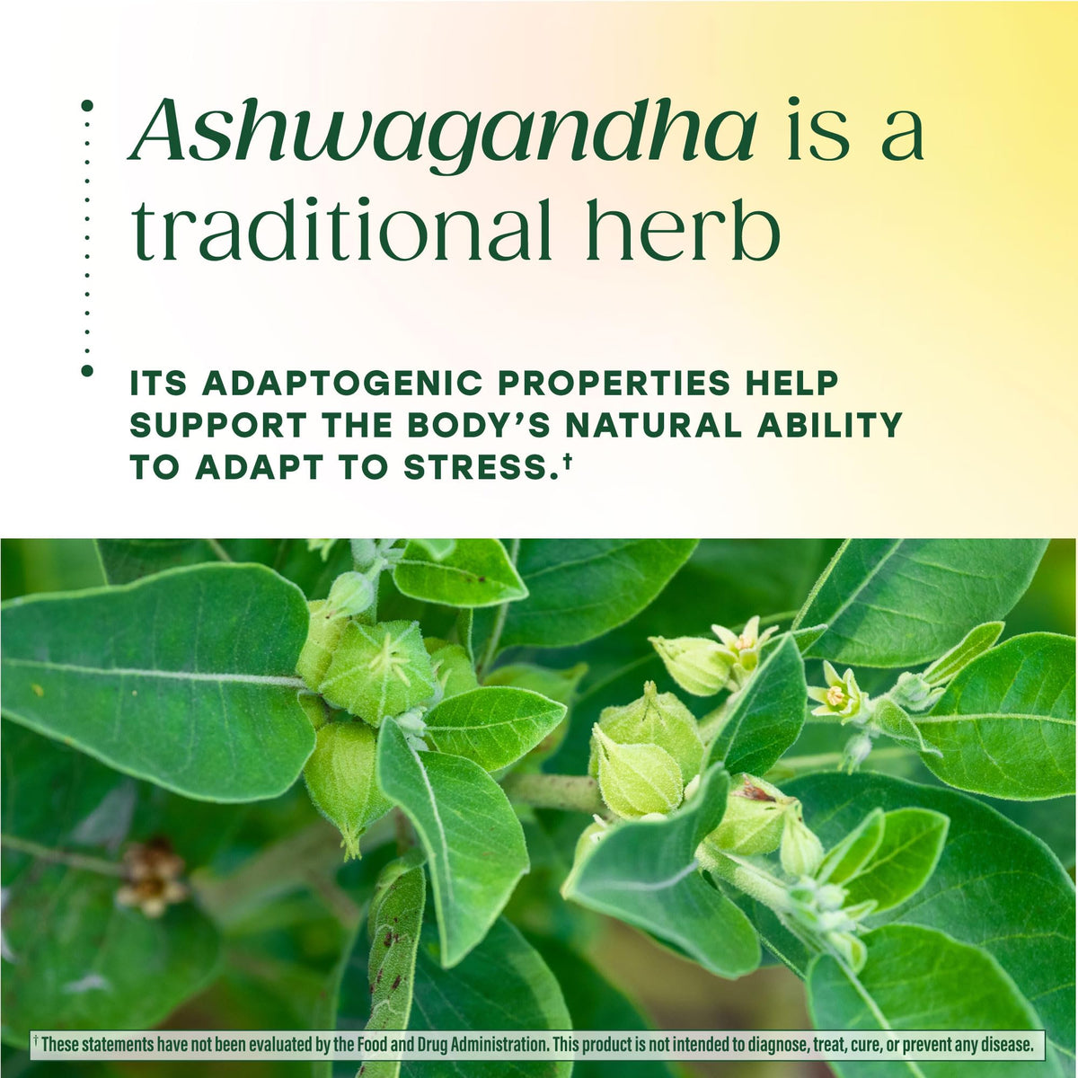 Gummies Ashwagandha MegaFood dans un environnement naturel