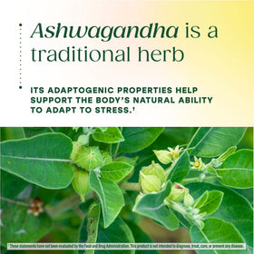 Gummies Ashwagandha MegaFood dans un environnement naturel