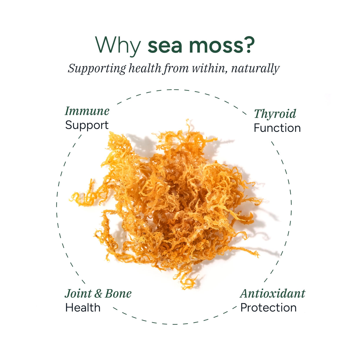 Gummies de Mousse de Mer ROOT LABS, vue de côté du produit