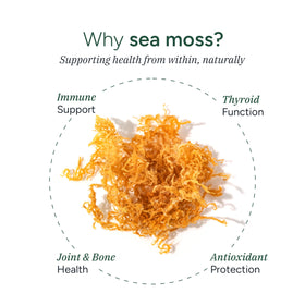 Gummies de Mousse de Mer ROOT LABS, vue de côté du produit