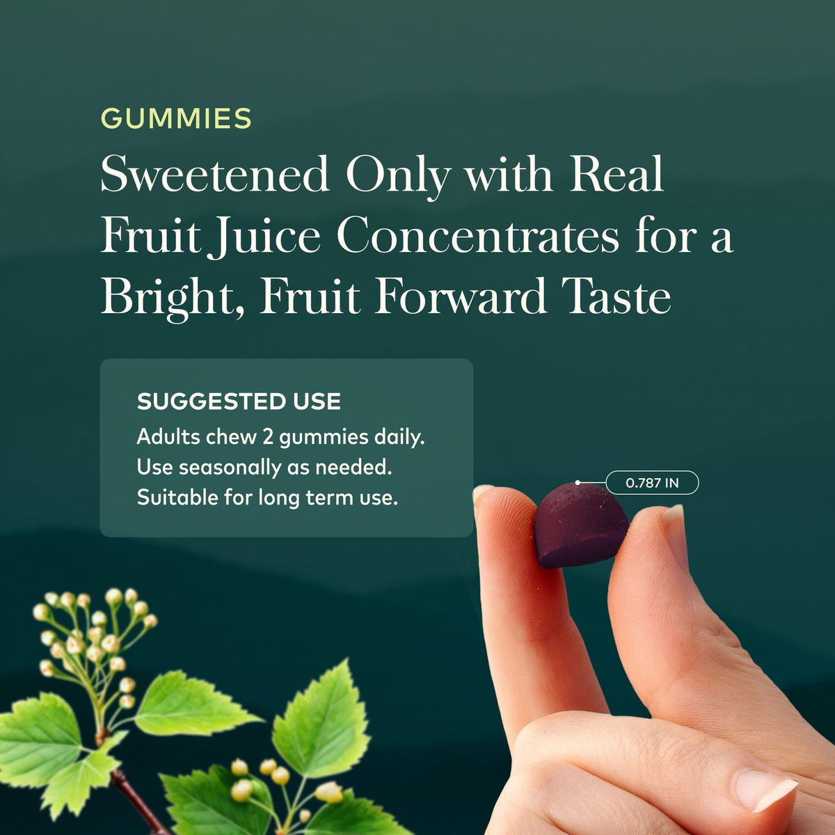 Gummies de Sureau Noir Gaia Herbs, contenu du pot