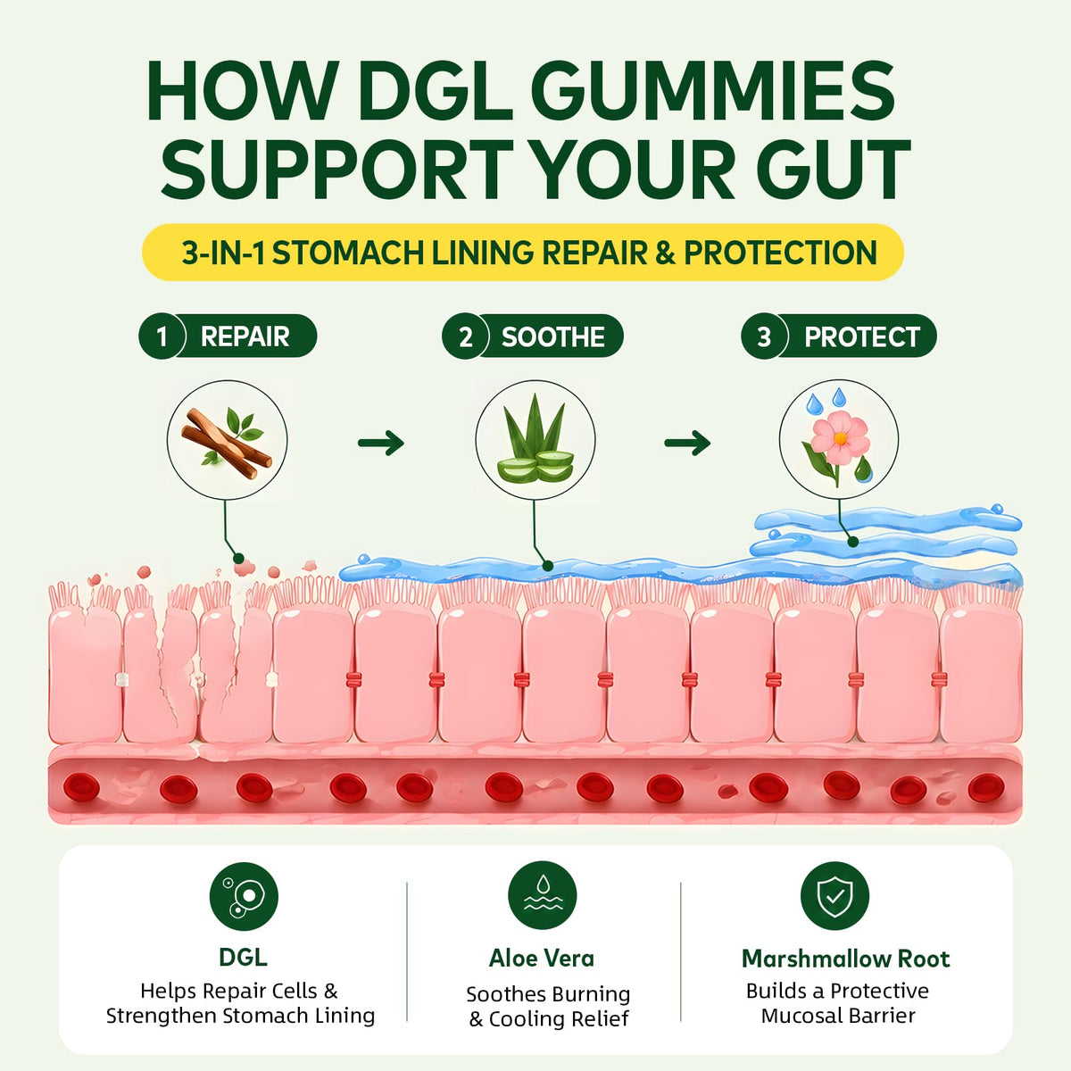 Gummies DGL Novafun avec vue de près sur la texture