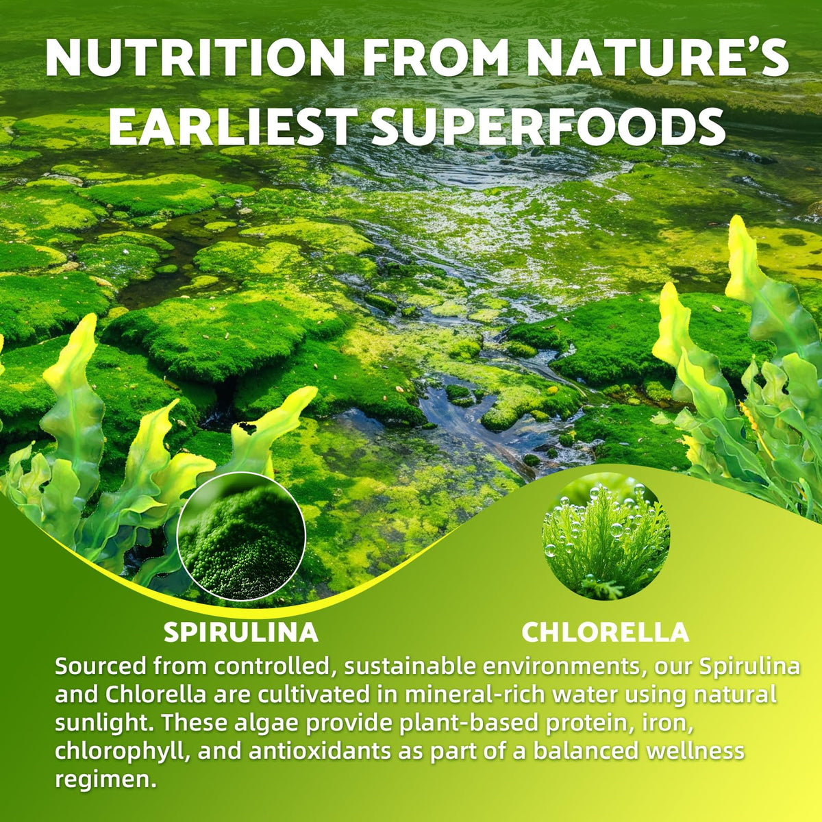 Gummies Spiruline Chlorelle Youlikee avec étiquette