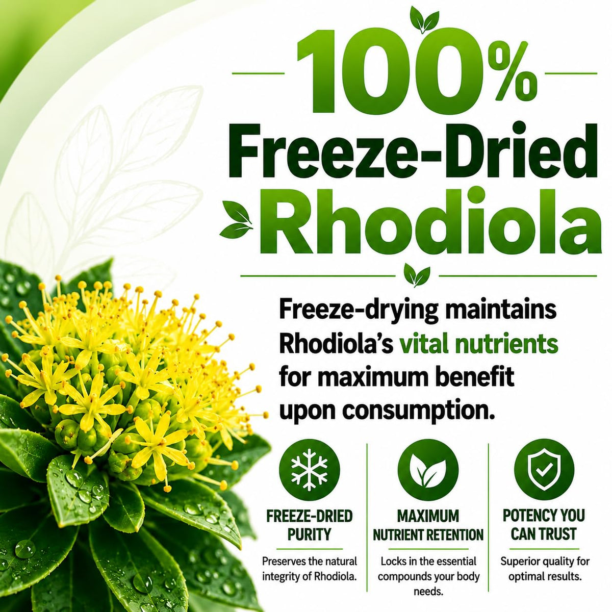 HCL HERBAL CODE LABS Rhodiola Rosea supplement ingredients list