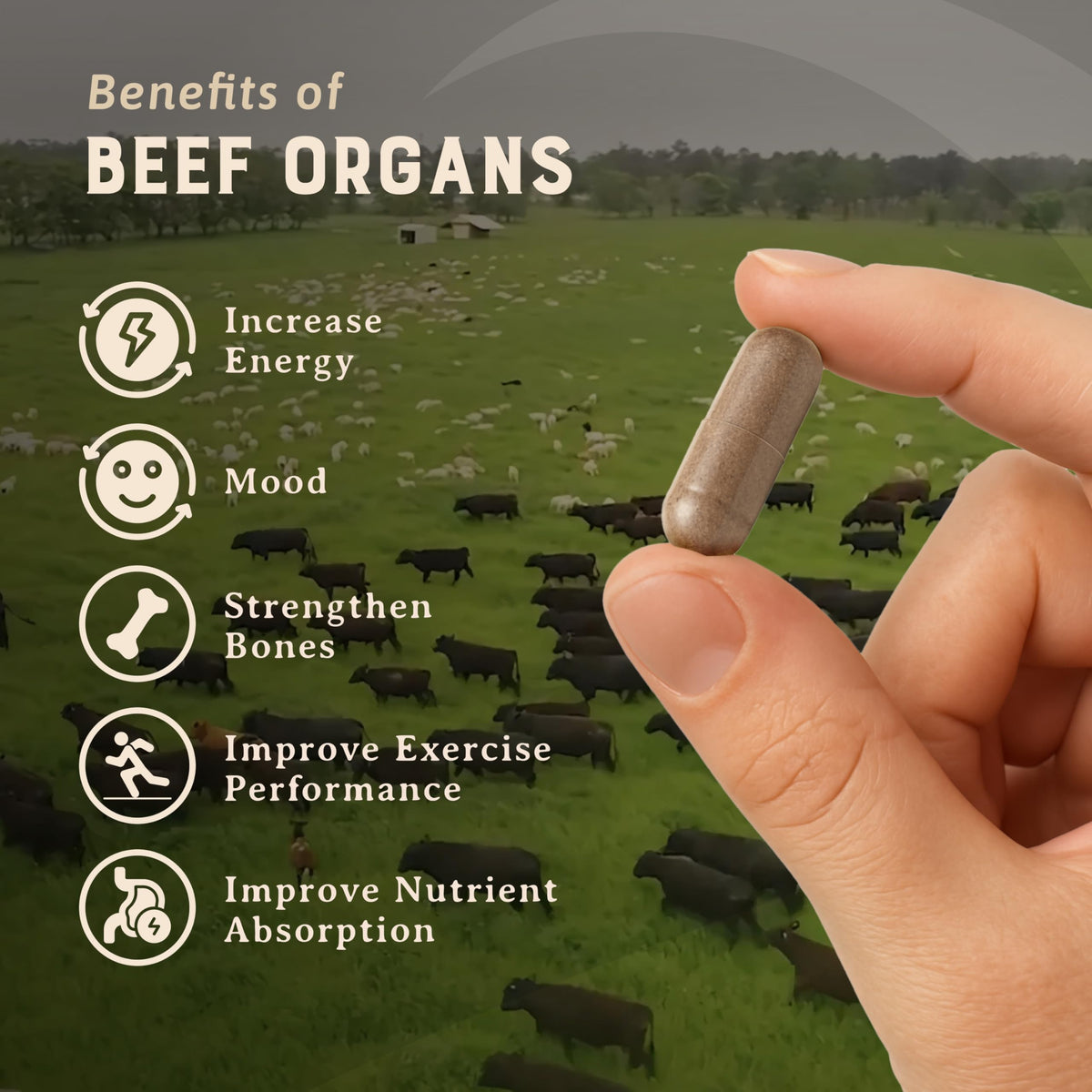 HEART & SOIL Complément Alimentaire Organes de Bœuf 180 Capsules arrière