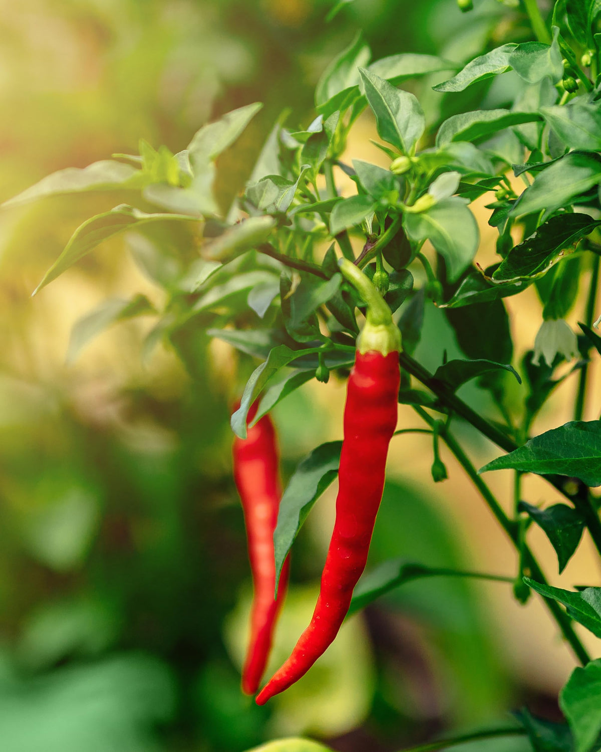 Herb Pharm Extrait de cayenne bio avec fruits de piment à côté
