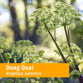 Herb Pharm Extrait de Dong Quai 118 ml en usage quotidien