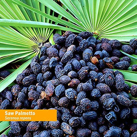 Herb Pharm Extrait de Saw Palmetto 1 Oz avec compte-gouttes